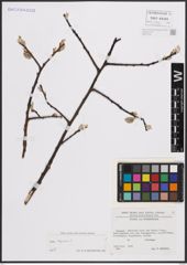 Foto von Salix caprea L.